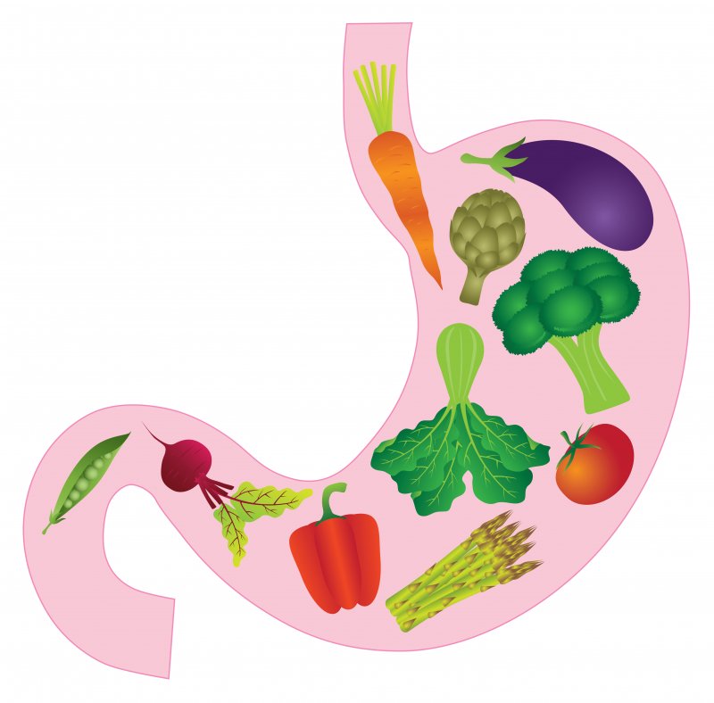 Illustration of stomach containing vegetables